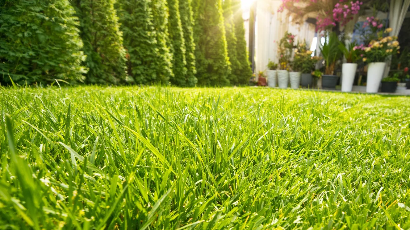 Gazon natural verde într-o curte amenajată